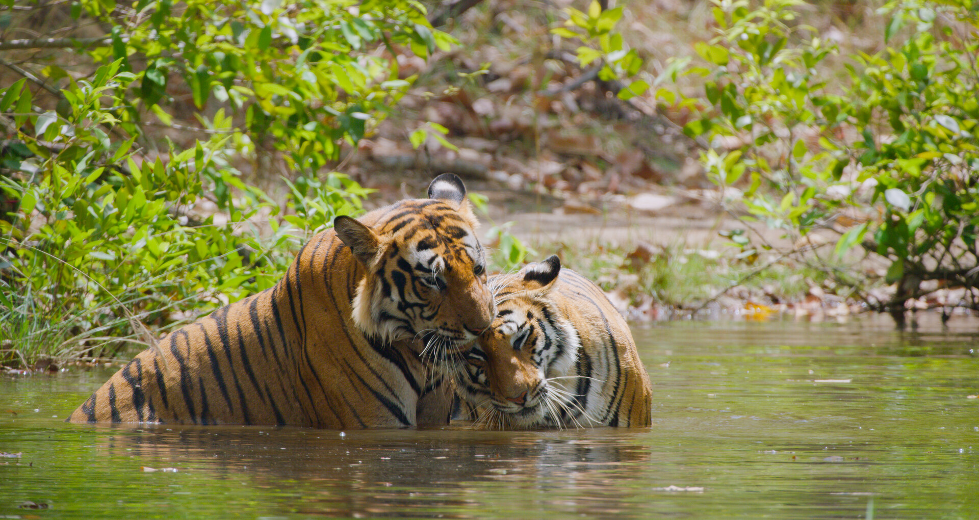 Two tigers in a river