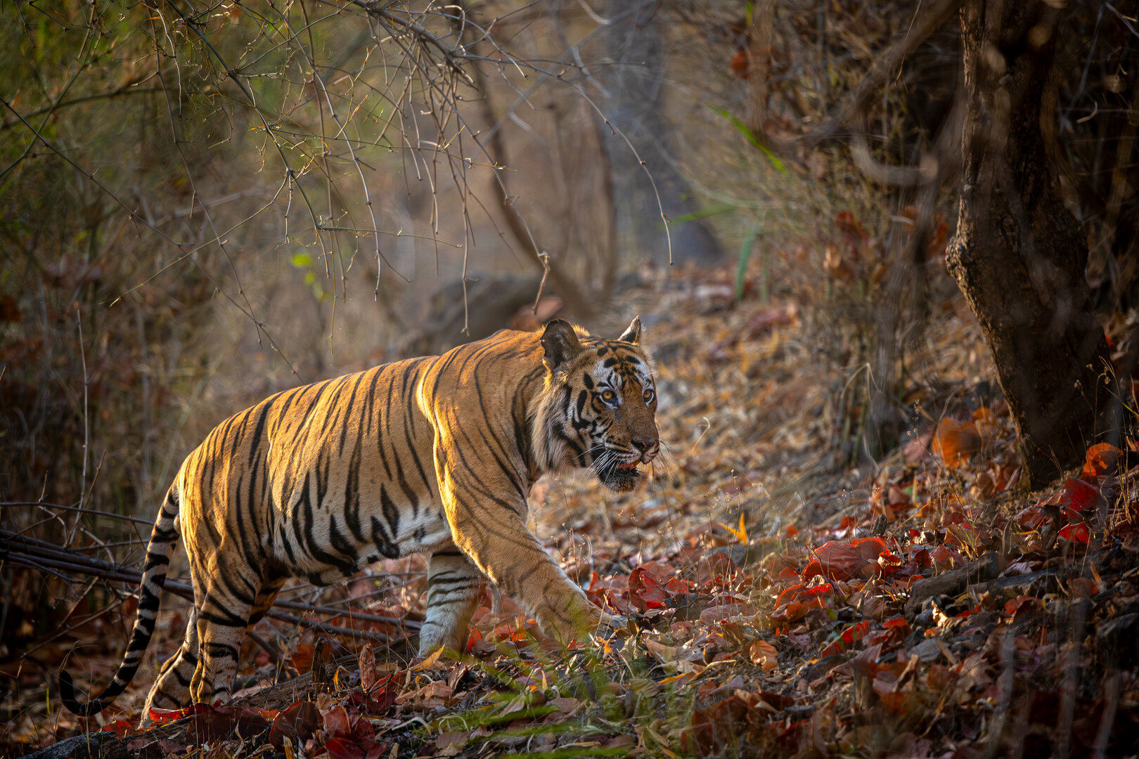 A tiger walking through a forest