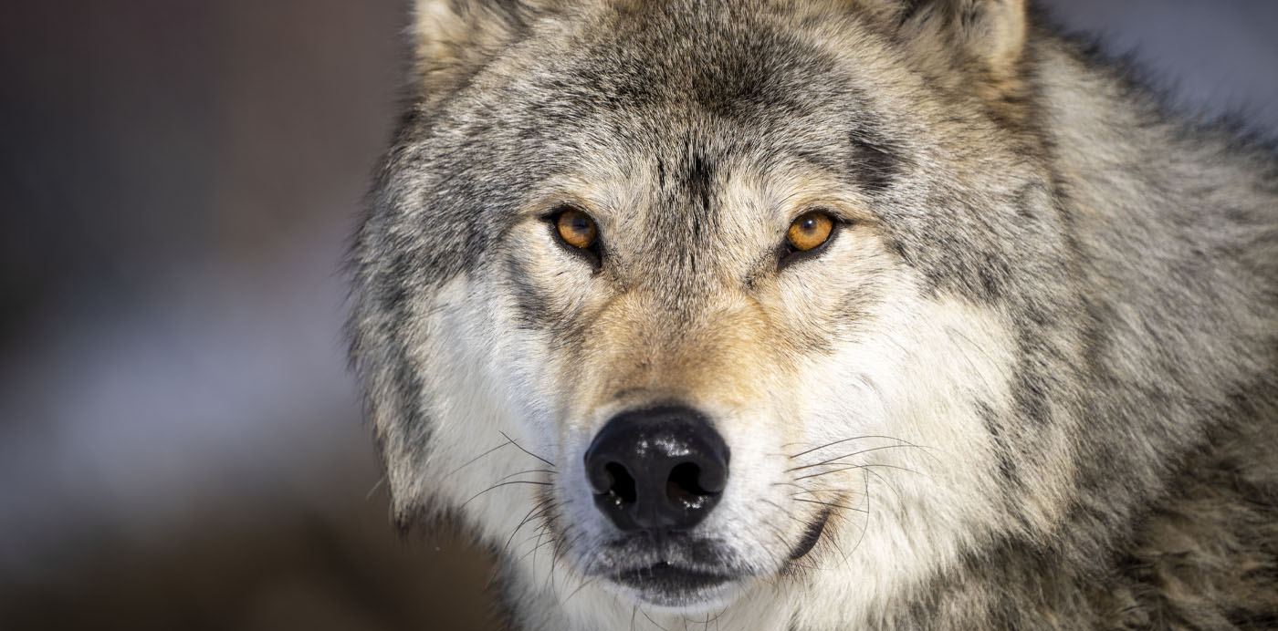 America The Beautiful