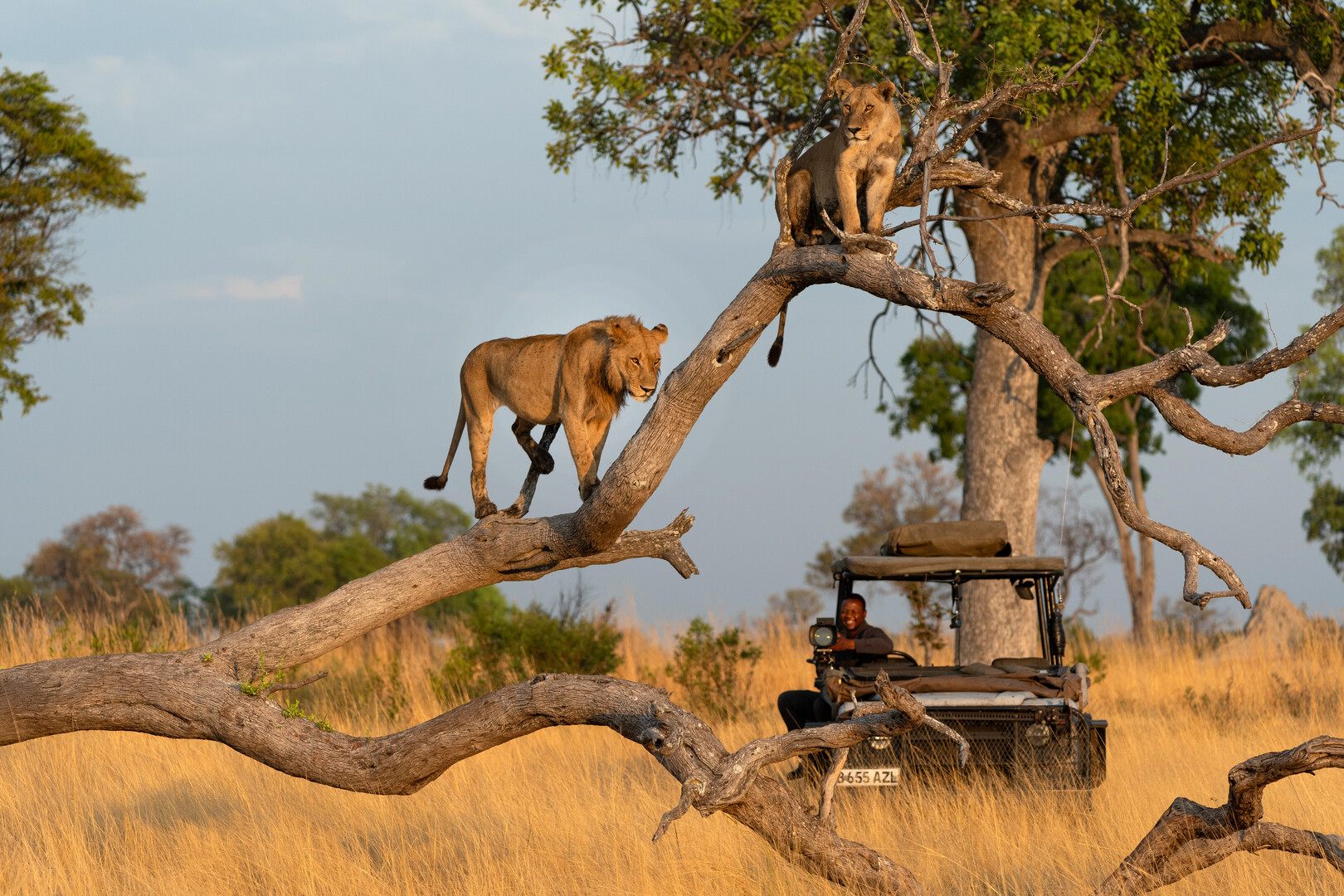 Two lions in a tree with a cinematographer in the background