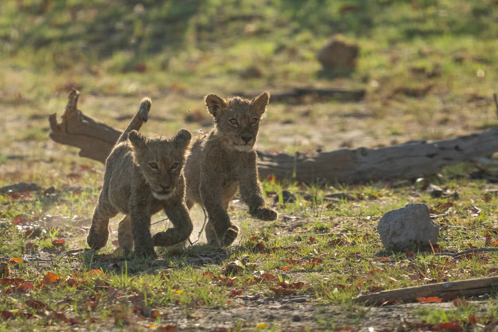 Two lion cubs running