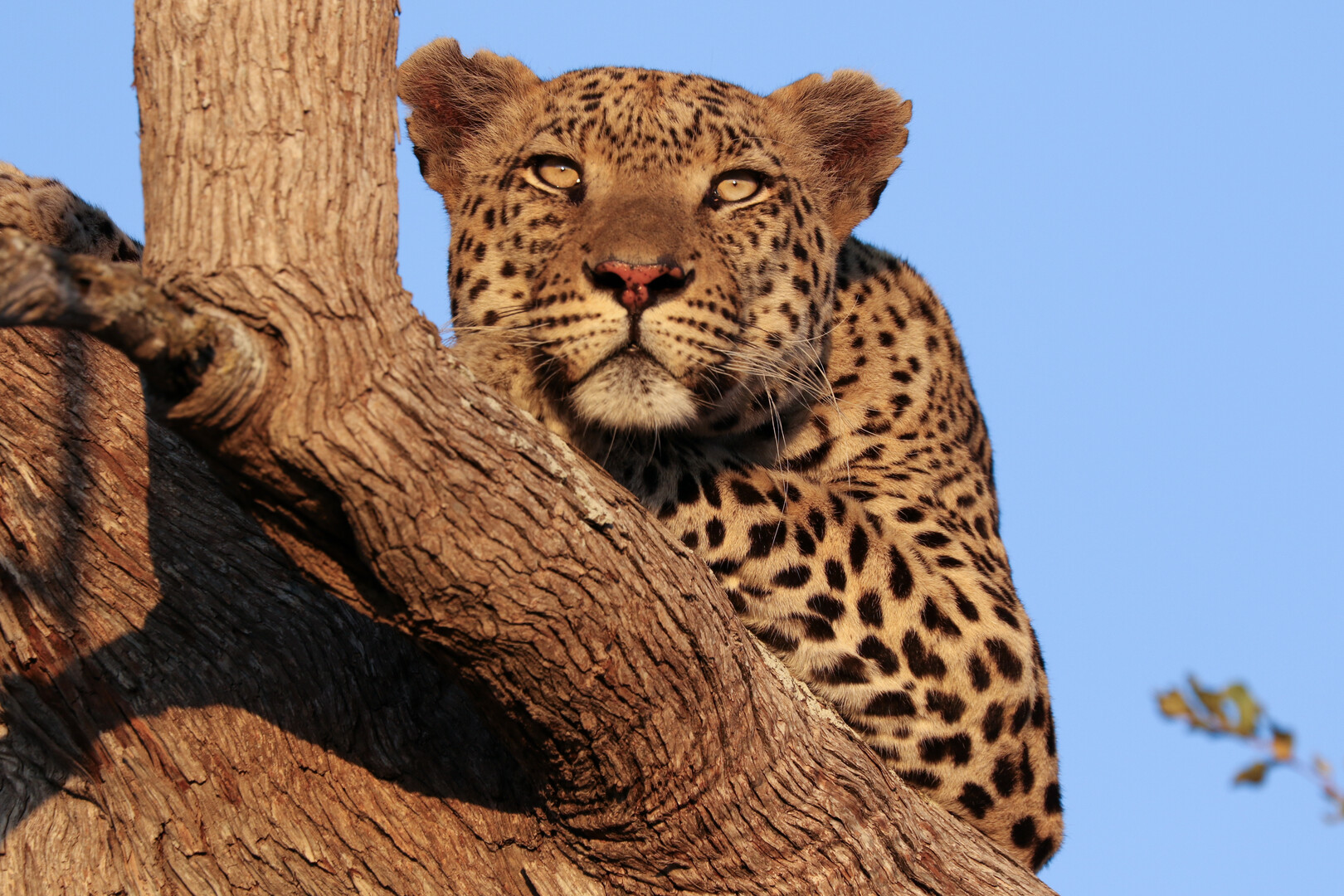 A leopard sitting in a tree