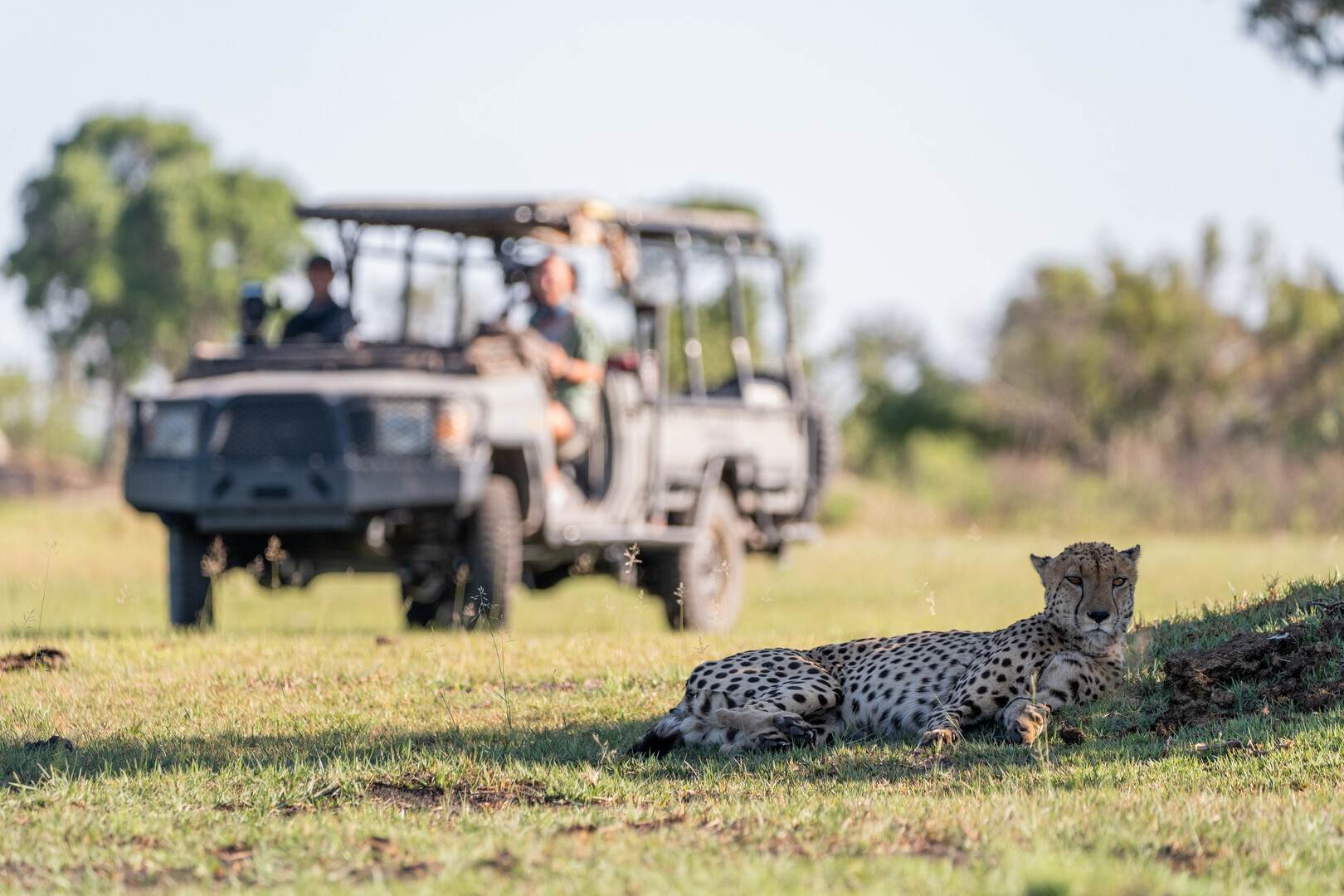 Cheetah in foreground with two people filming from a jeep in background