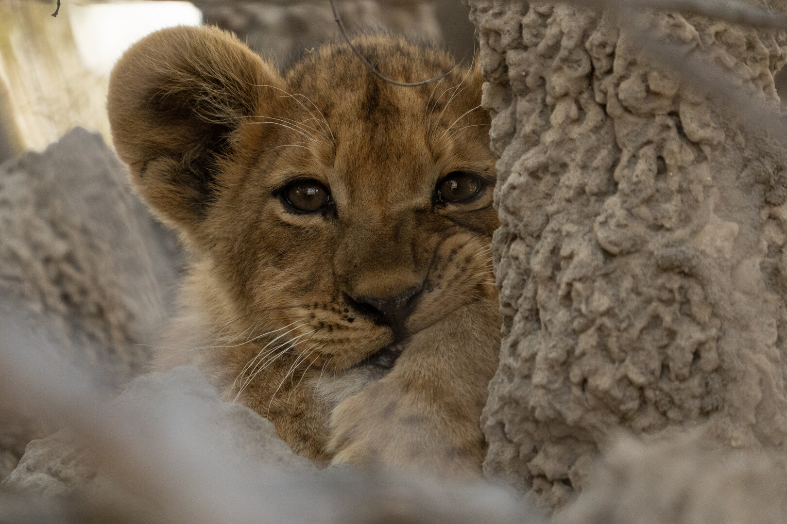 A close up of a lion cub