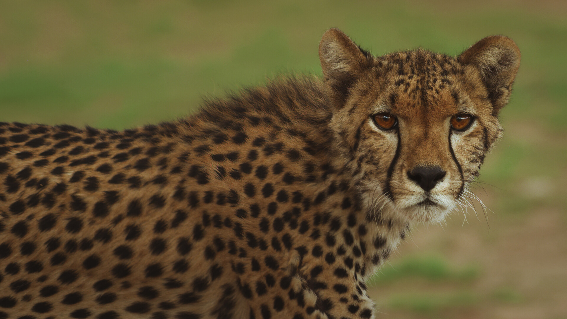 A cheetah looking at the camera