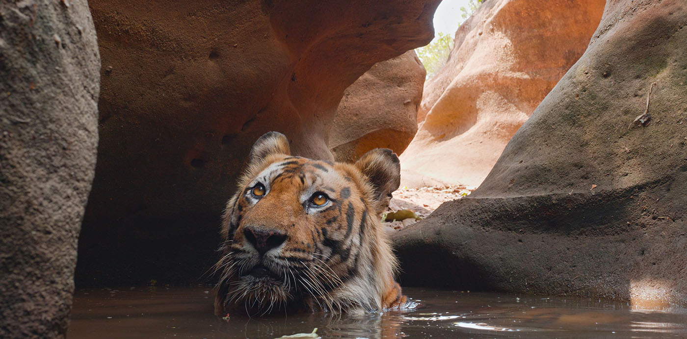 Into the Jungle: Filming DisneyNature’s Tiger