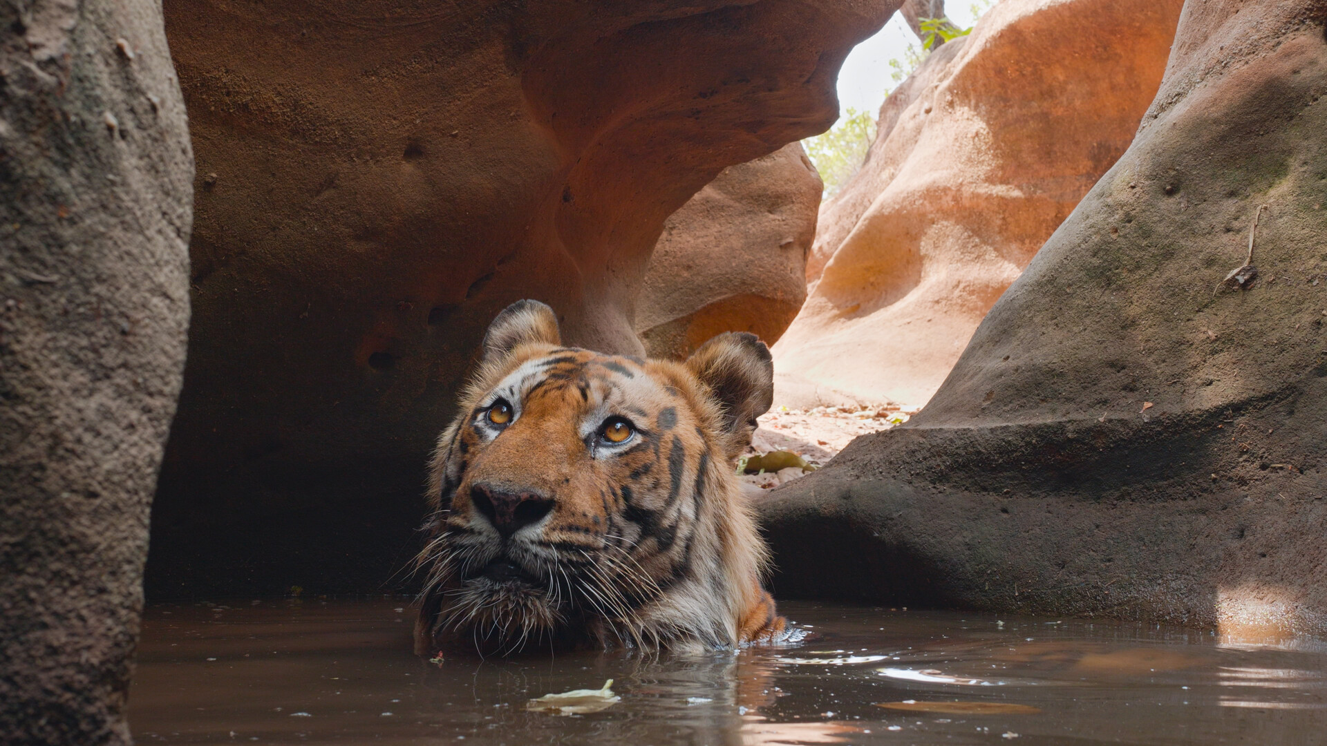 A tiger swimming in a weathered rock basin