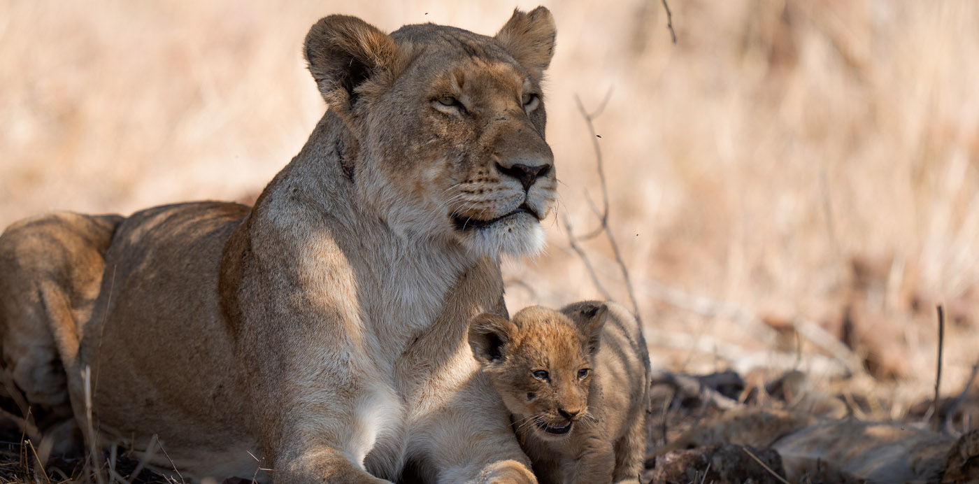 Growing Up Animal. Wall to Wall, National Geographic & Disney+