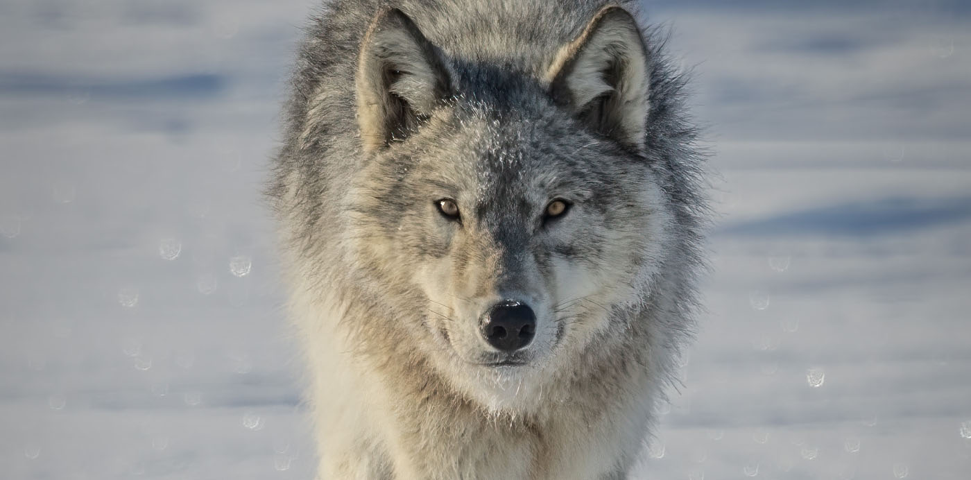 Incredible Animal Journeys