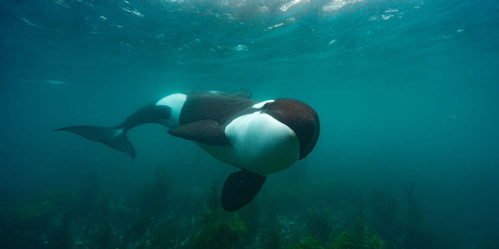 Inside Secrets of the Whales