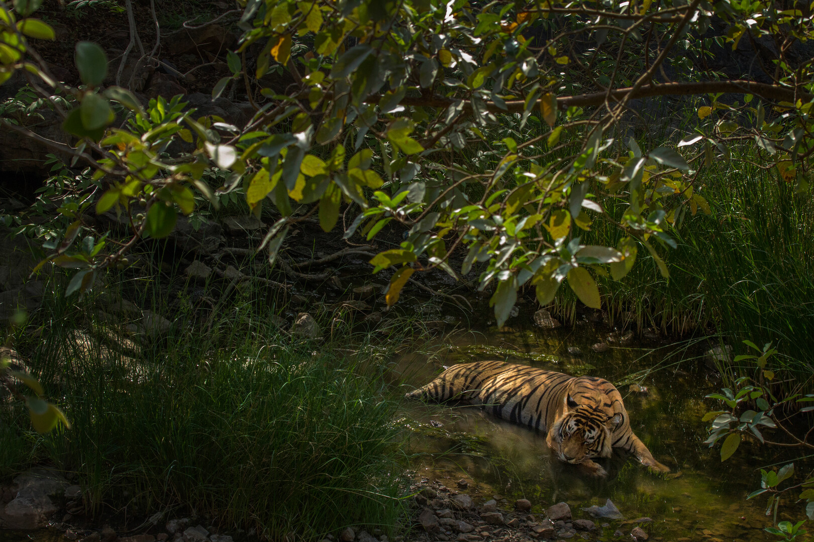 Tiger resting in shallow water