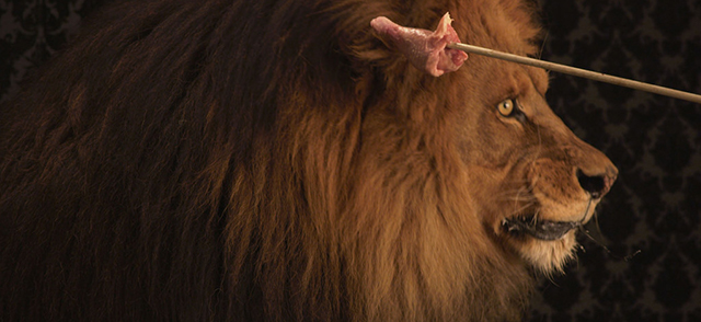 Lion Shot on Epic and Scarlet