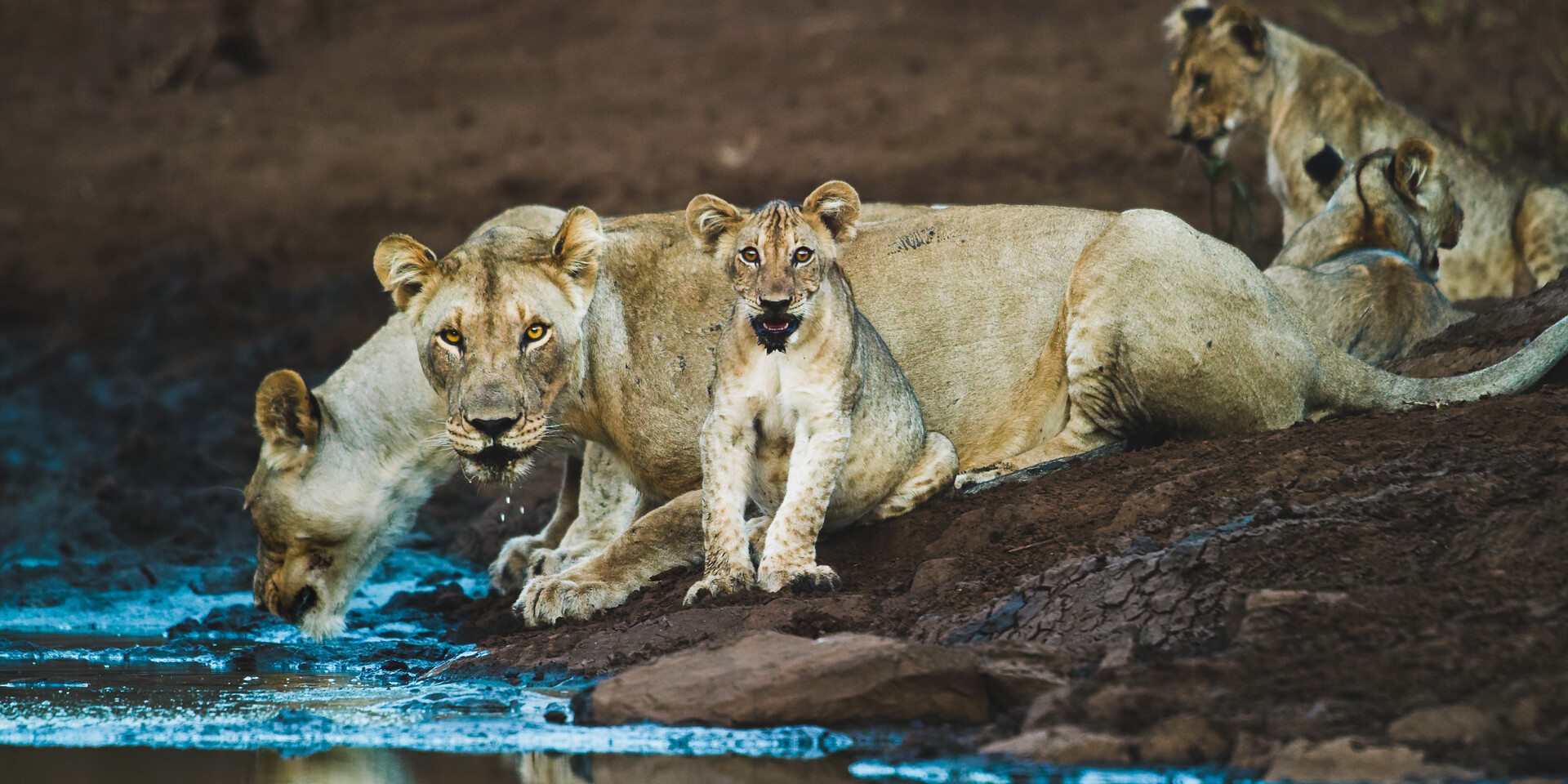 A pride of lions drinking at sunset
