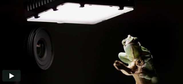 RED Collective: Mammoth HD