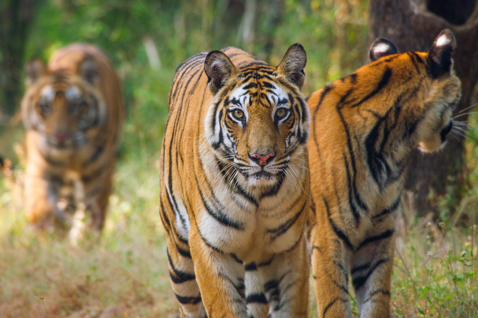Three tigers in a forest