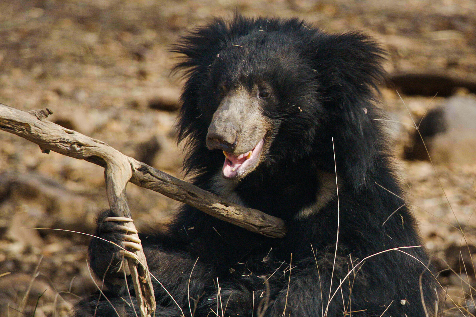 A sloth bear sitting
