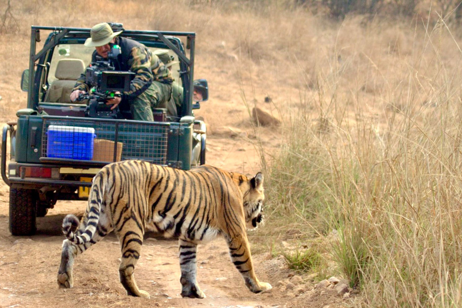 A tiger walks past a jeep mounted camera