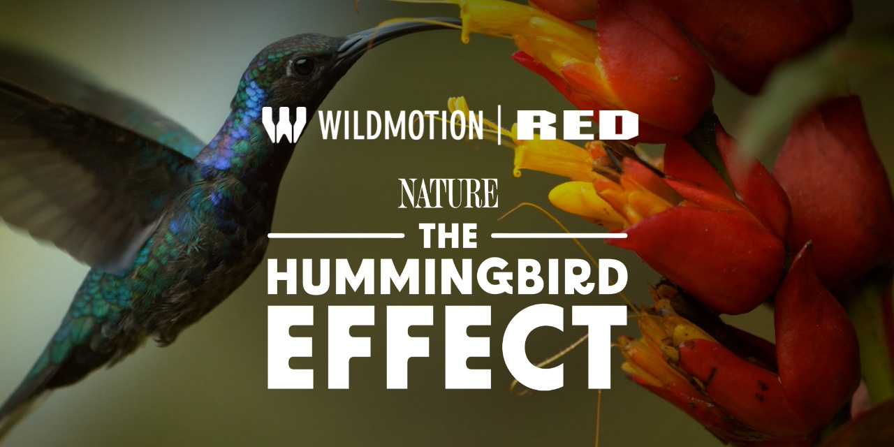 RED BTS: The Hummingbird Effect