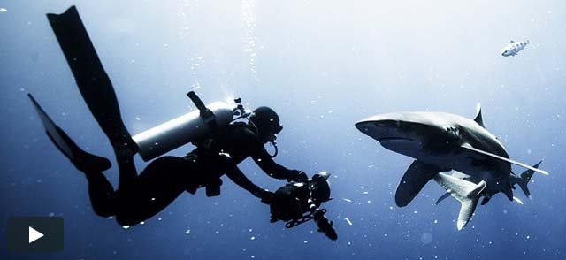 RED Dives Into Shark Week