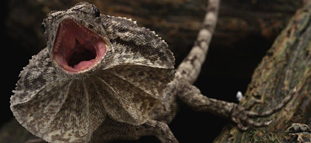 RED Ups the Ante with 6K Dragon Sensor