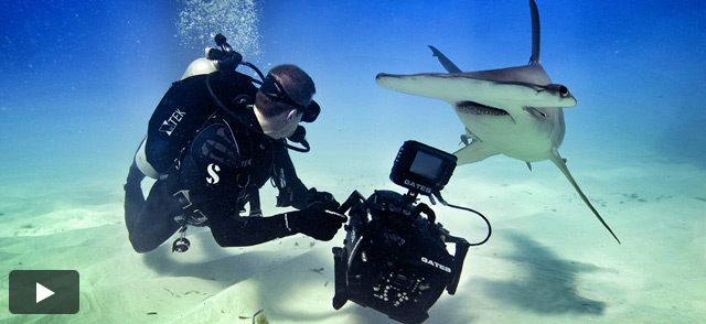 RED Dives into Shark Week