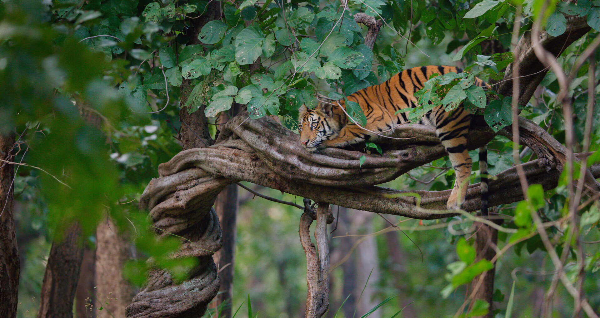 A tiger in a tree