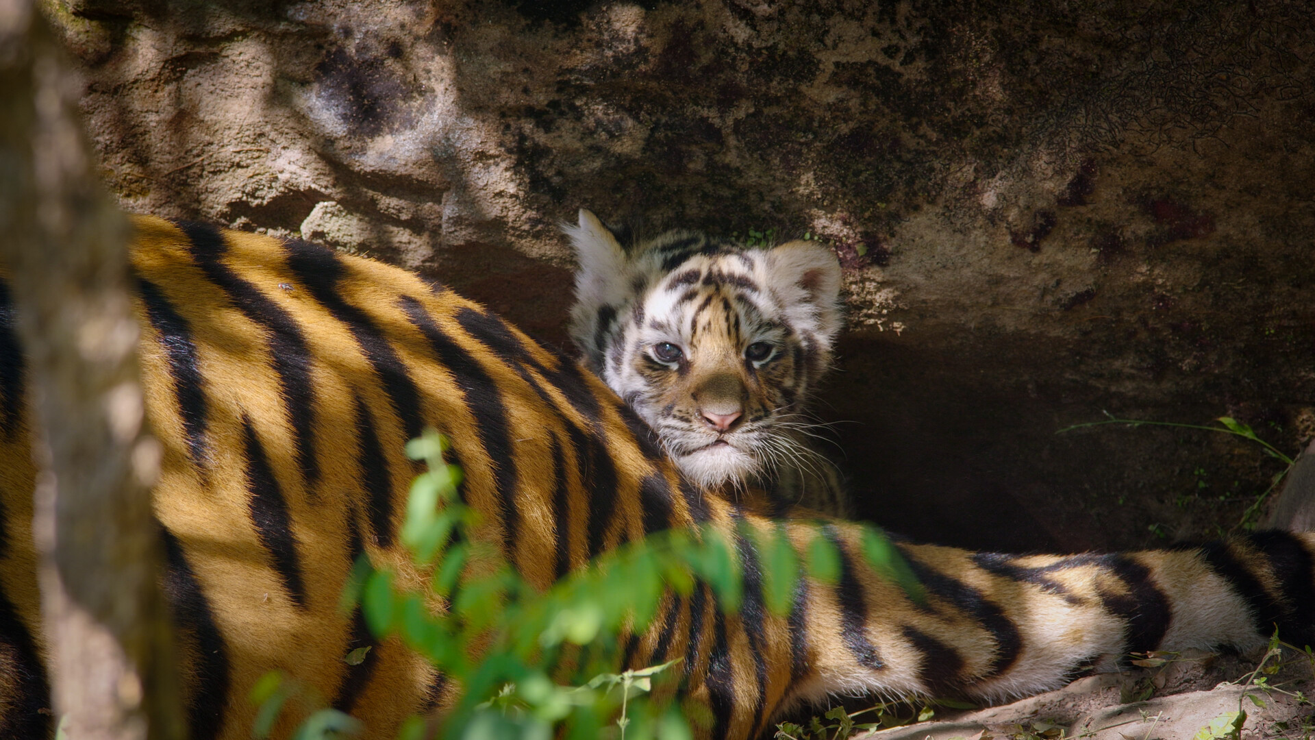 A tiger cub with parent