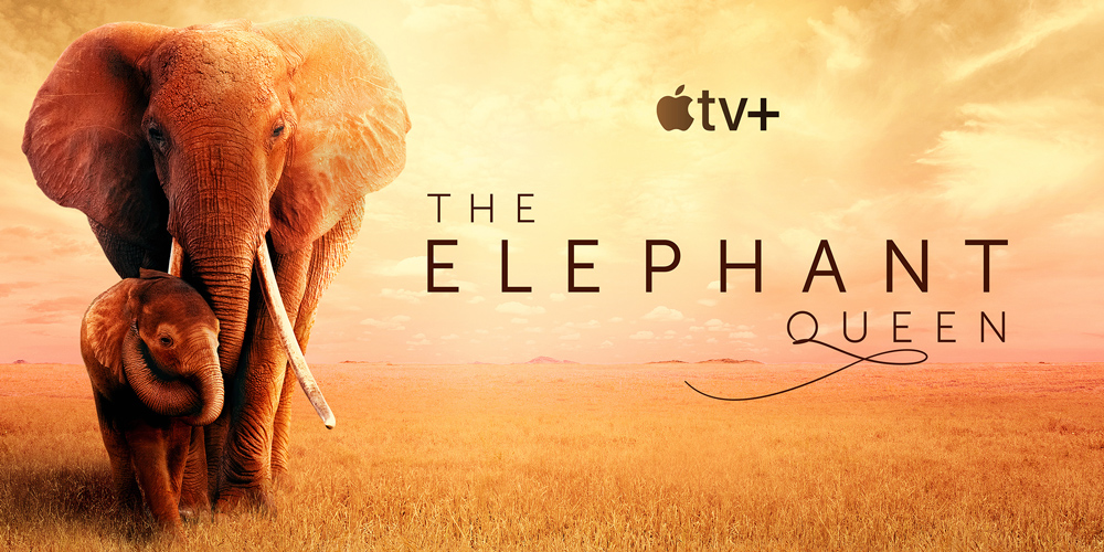 Focusing on Emotions for The Elephant Queen