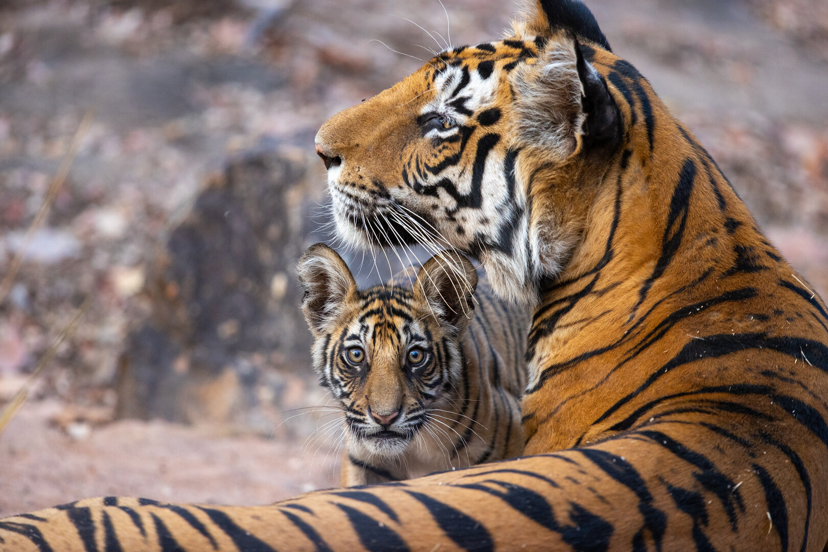Mother tiger and cub