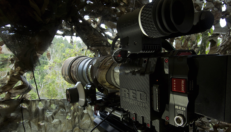 Tim Laman Talks Stills and Motion Capture With RED