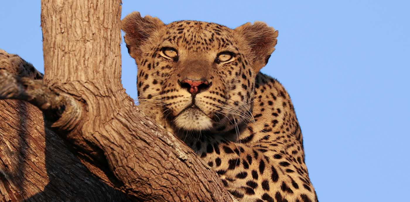 Where the Wild Things Are