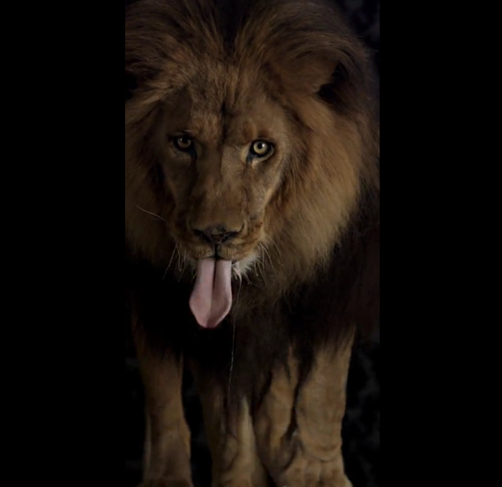 RED EPIC shoots Lion